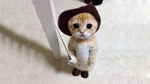 silly cat with a hat is sad you can't see it